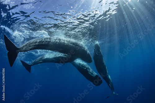 A pod of whales in deep blue ocean, underwater shot of The sperm whales or cachalot (Physeter macrocephalus)