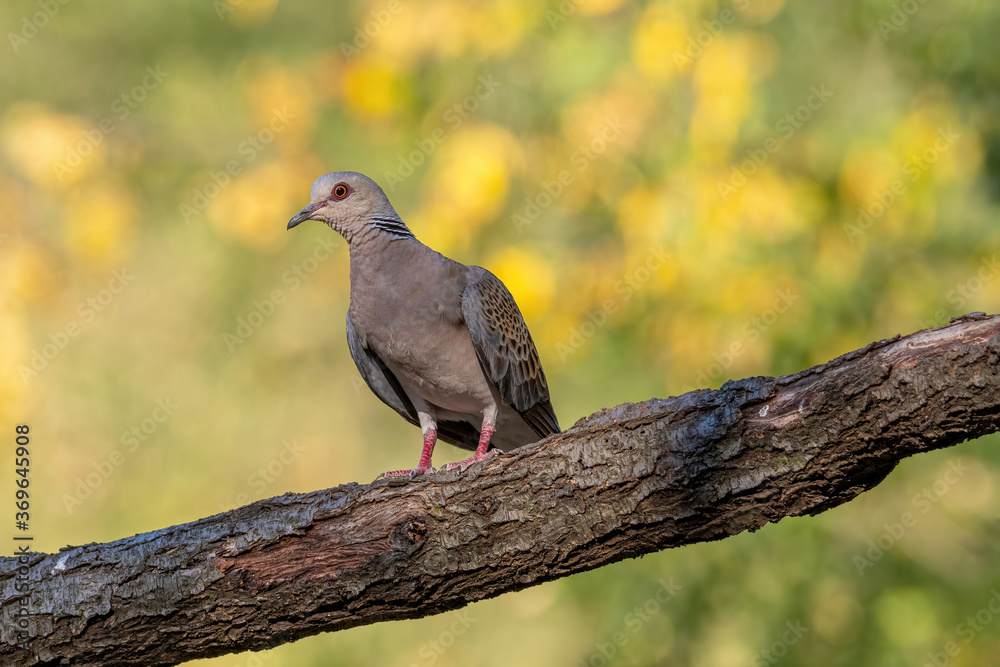 Fototapeta premium European Turtle Dove (Streptopelia turtur) sitting on the branch