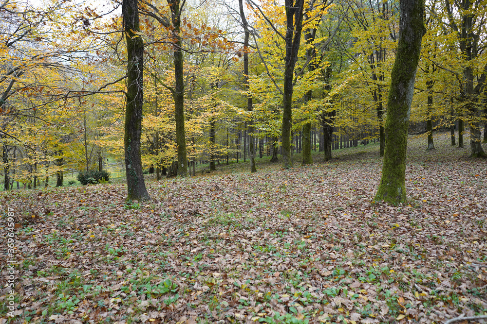 autumn in the park autumn in the park