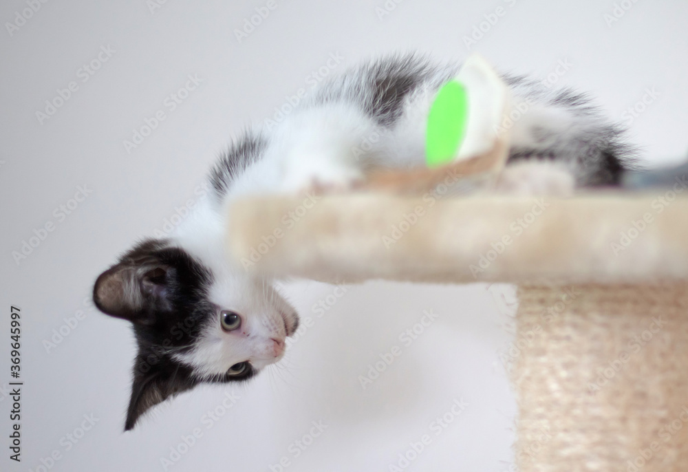 Cute kitten on top of a scratch pole