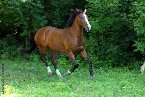 Thoroughbred sport horse galloping in the forest