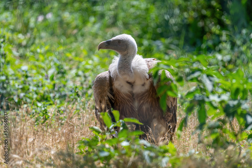 Griffon Vulture In its natural environment. Gyps fulvus.