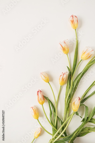 Wallpaper Mural Yellow tulip flowers on white background. Holiday celebration concept Torontodigital.ca