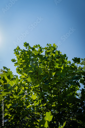 Tulip tree  Liriodendron tulipifera   called Tuliptree  American or tulip poplar. Young green leaves of tulip tree against blue sky. Landscaped garden. Selective focus. nature of North Caucasus.