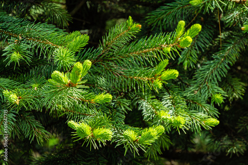 Young bright green soft needles on branch blue Christmas tree on blurred background of branches of evergreen. Selective focus. Close-up in natural sunlight. Festive mood. Nature concept for design.