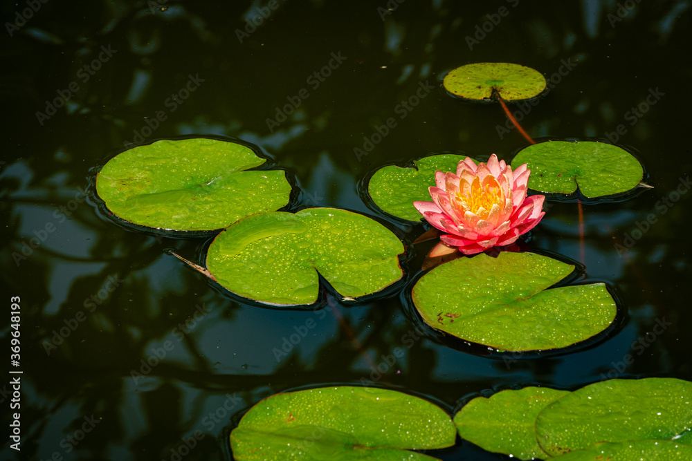 Large bright pink water lily or lotus flower Perry Orange sunset in landscape pond. Close-up. Nymphaea is reflected in water. Atmosphere of calm relaxation, happiness and love. Large bright pink water lily or lotus flower Perry Orange sunset in landscape pond. Close-up. Nymphaea is reflected in water. Atmosphere of calm relaxation, happiness and love.