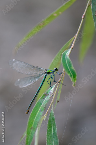Beautiful damselfly Calopteryx splendens (female)  sits on a blade of grass in the river, flaps its wings and waits for prey