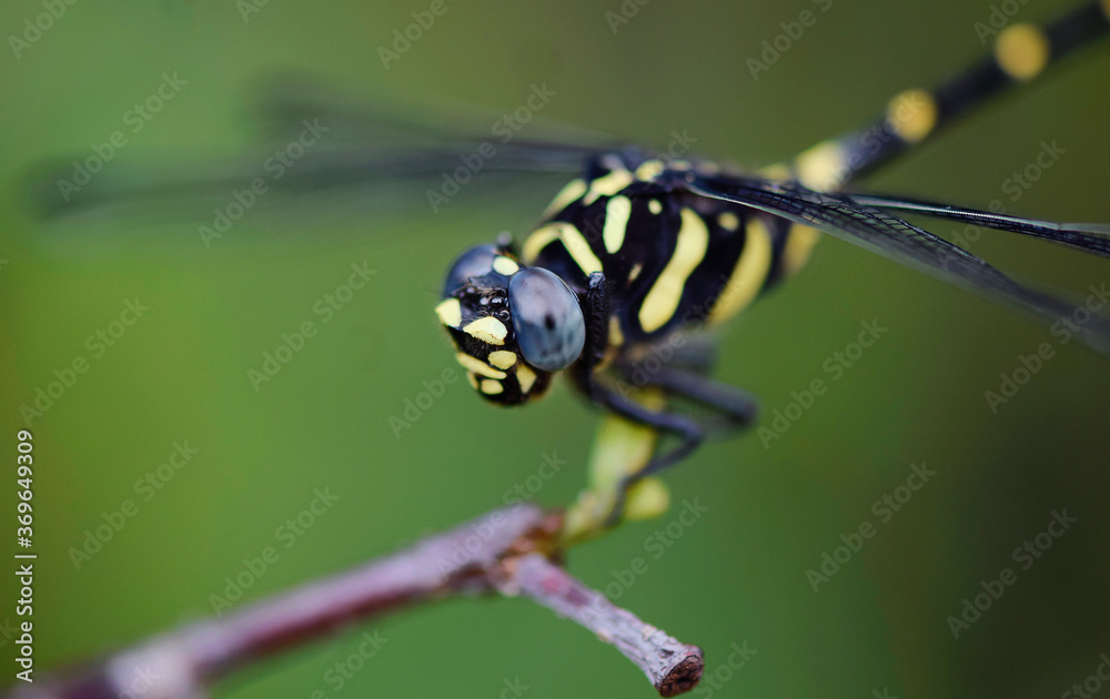 close up of a dragonfly