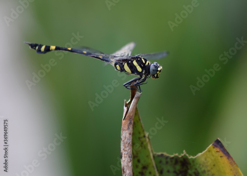 Close up of a Dragon fly