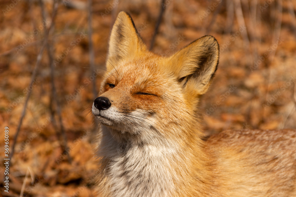 Young fox in the woods squinting eyes, looking at the bright sun. Young fox in the woods squinting eyes, looking at the bright sun.