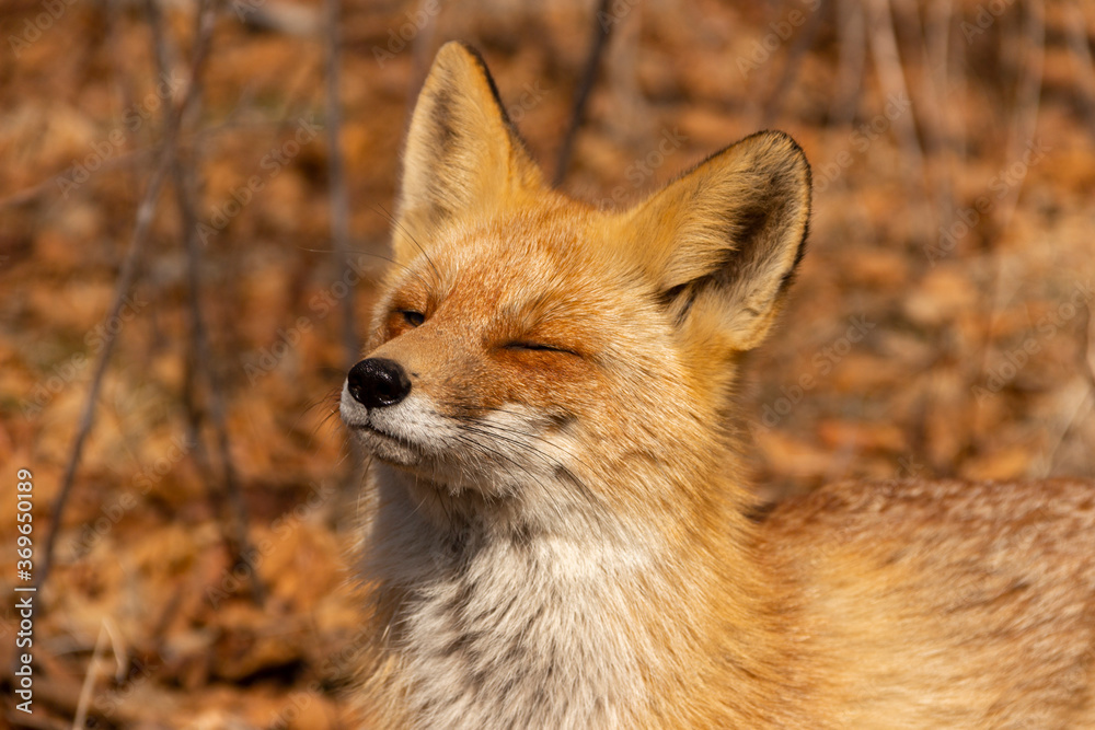 Young fox in the woods squinting eyes, looking at the bright sun.