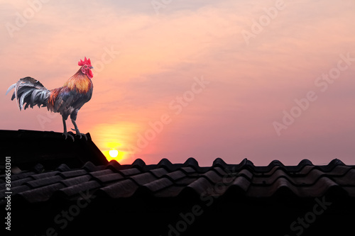 Slika na platnu Rooster crowing in early morning on house roof with sunrise and l landscape sky
