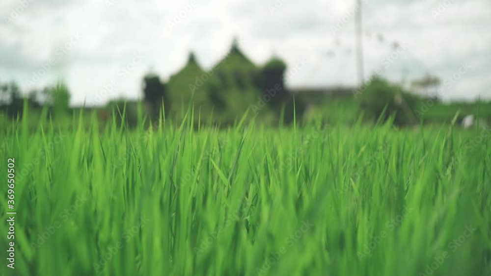 Green Rice Field Swaying In The Wind At La Collina, Club Harie J'oublie le temps In Shiga, Japan