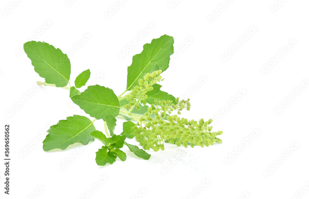 Basil flower, stalk and leaves isolated on a white,closeup