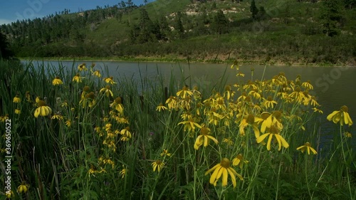 Bright yellow wildflowers move in the breeze on the shore of Lake Alice in Sugarite Canyon State Park in New Mexico, USA. North America photo