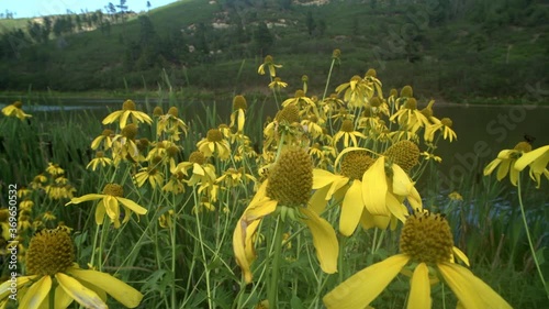 Bright yellow wildflowers move in the breeze on the shore of Lake Alice in Sugarite Canyon State Park in New Mexico in the USA. photo