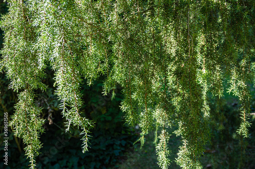 Hanging branches of silver Juniper Juniperus communis Horstmann on blurry background of greenery of vergreen garden. Close-up. Selective focus. Nature concept for design. photo