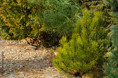 Sunny winter day in evergreen garden. Golden variety of dwarf mountain pine variety Pinus mugo Ophir with beautiful golden needles surrounded by evergreen plants. Nature of North Caucasus.