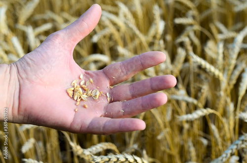 Ripe wheat in men's hands on the background of a wheat field. The harvesting of the grain harvest concept. © Geparda