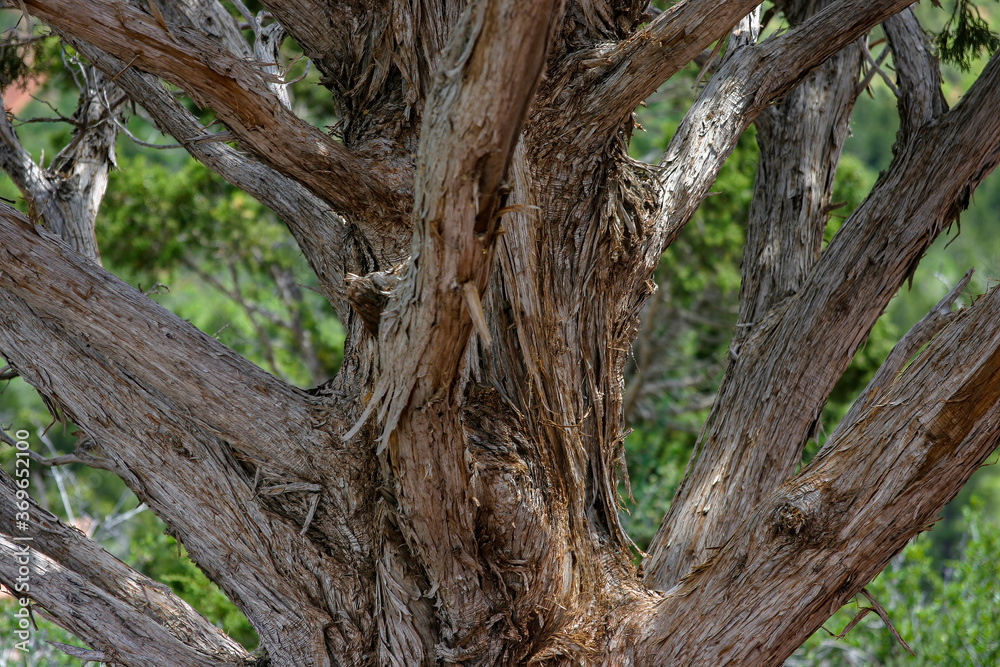 Dry cedar tree in the Dixie National Forrest, USA Dry cedar tree in the Dixie National Forrest, USA