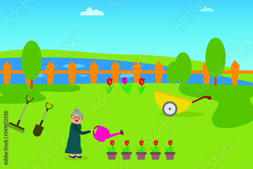 Gardening vector concept: Happy old woman watering pots of roses at the garden