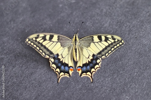 Close up of a swallowtail (Papilio machaon), Papilionidae photo