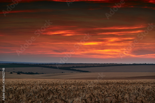 wheat field in a beautiful sunset, sunlight and clouds © soleg