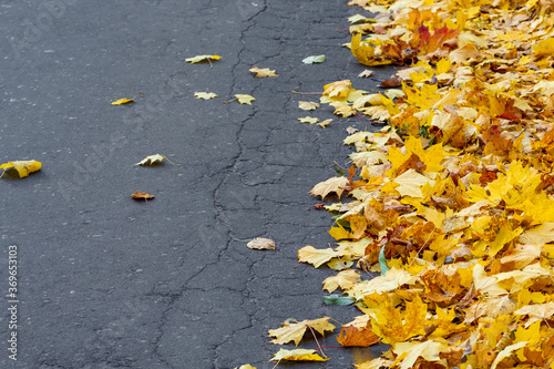 Autumn yellow fallen maple leaves on asphalt. Gray background for text.  Copy space.