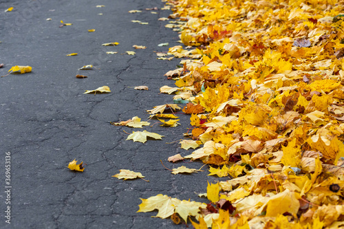 Autumn yellow fallen maple leaves on asphalt. Gray background for text.  Copy space.