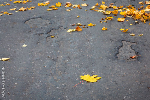 Autumn yellow fallen maple leaves on asphalt. Gray background for text.  Copy space.