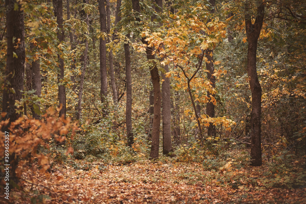 Beauty autumn forest with leaves. Vintage photo