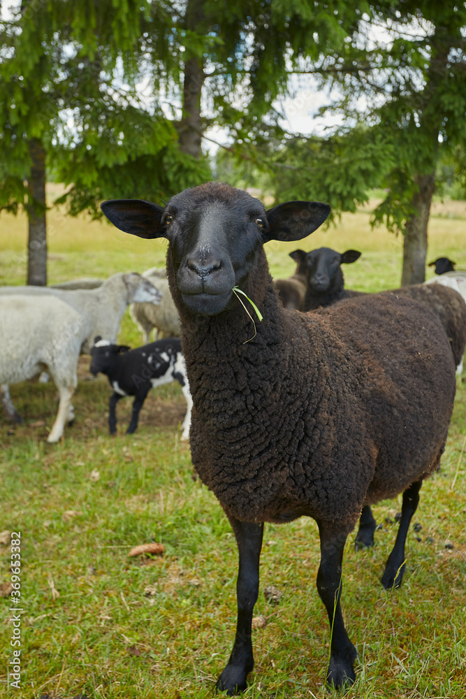 Fototapeta premium sheep on pasture resting in shadow