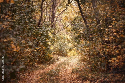 Vintage photo of curving road in autumn forest