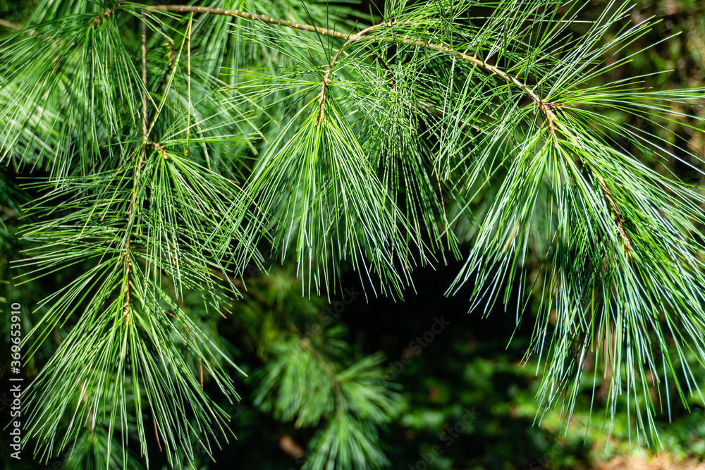 Beautiful hanging branches of Pinus parviflora Glauca pine on blurry dark background. Dyne silver needles as original texture of natural greenery. Merry christmas and happy new year. Beautiful hanging branches of Pinus parviflora Glauca pine on blurry dark background. Dyne silver needles as original texture of natural greenery. Merry christmas and happy new year.