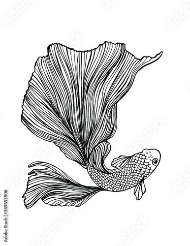 pez betta