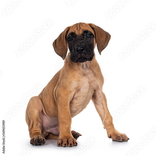 Handsome fawn   blond Great Dane puppy  sitting side ways. Looking straight at lens with dark shiny eyes. Isolated on white background.