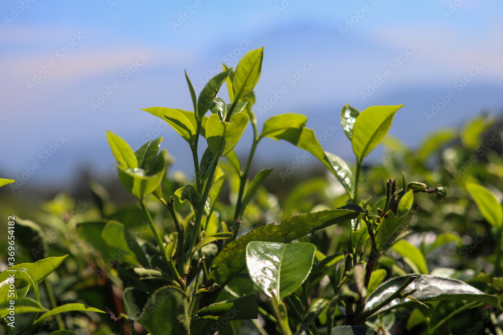 Fototapeta premium tea garden with a blurred mountain background
