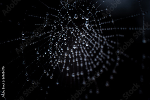 spider web with drops of dew