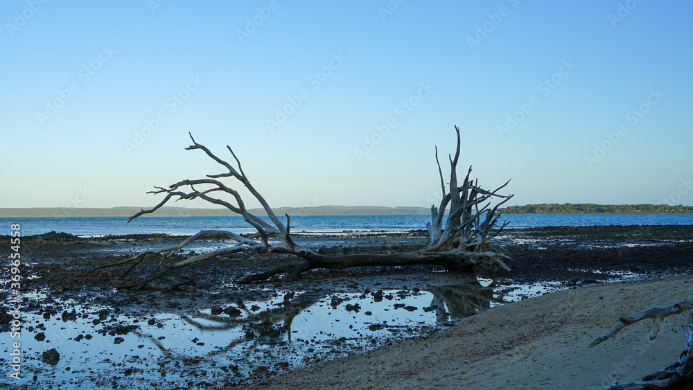 Weathered dead tree on the shore, reflected in a pool of water at low tide, with blue sea and land in the distance. Taken at dusk. Coochiemudlo Island, Queensland, Australia.