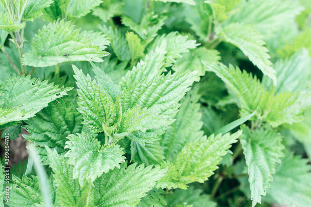 Macro Photo of a plant nettle. Nettle with fluffy green leaves. Background Plant nettle grows in the ground Macro Photo of a plant nettle. Nettle with fluffy green leaves. Background Plant nettle grows in the ground