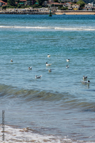 gaviotas disfrutan en la orilla del mar