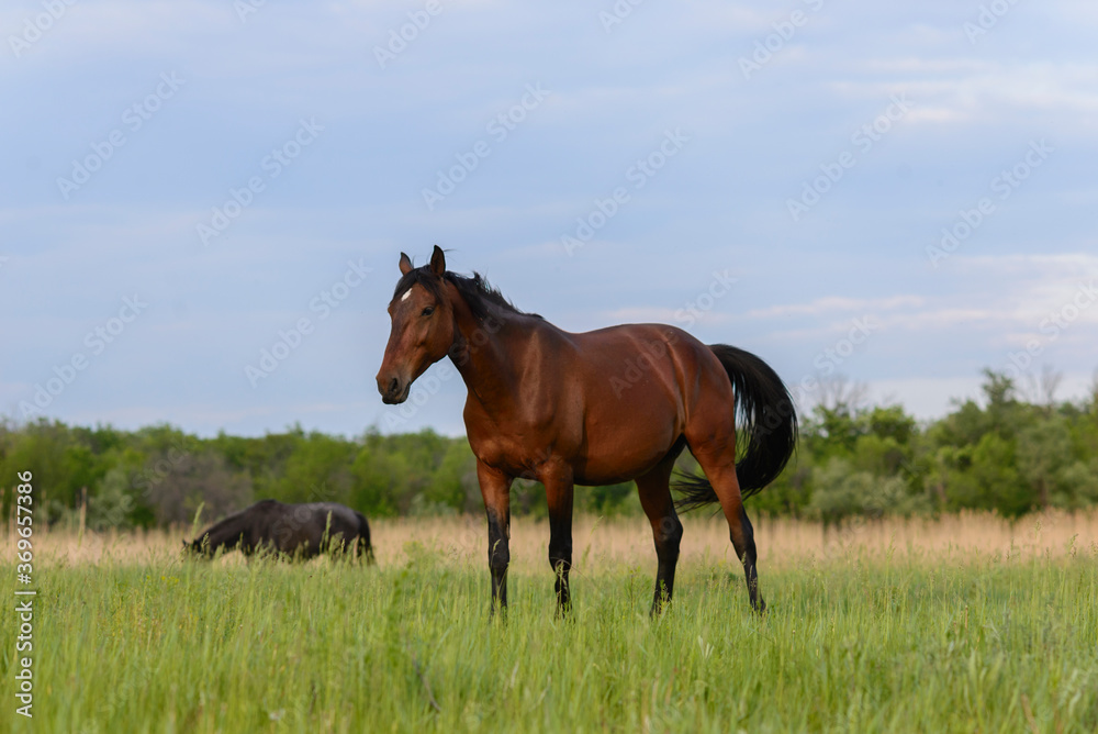 horse in the field