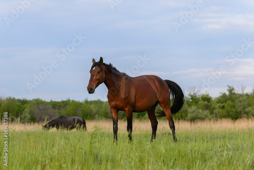 horse in the field © Igor