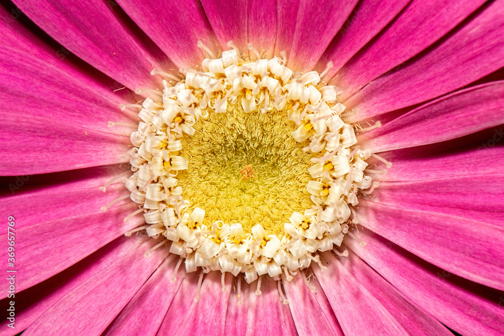Detailed closeup macro photo of a flower Detailed closeup macro photo of a flower