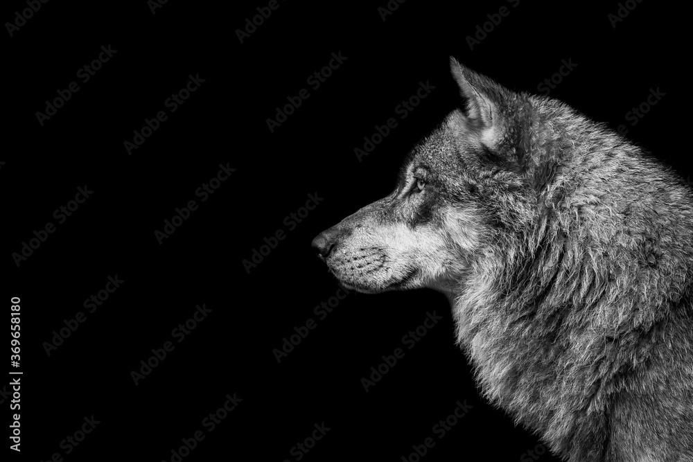Portrait of a wolf with a black background