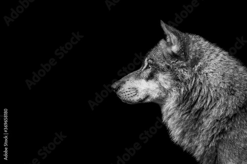 Portrait of a wolf with a black background