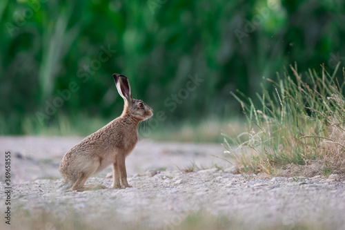 European Hare in the meadow