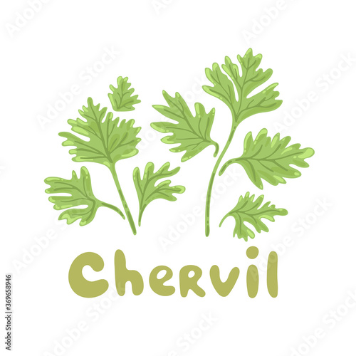 Chervil herb isolated on white background. Chervil branch with leaves. Herbal plants chervil or French parsley for seasoning in cooking. Herbal condiments and culinary flavorings. Salad ingredients