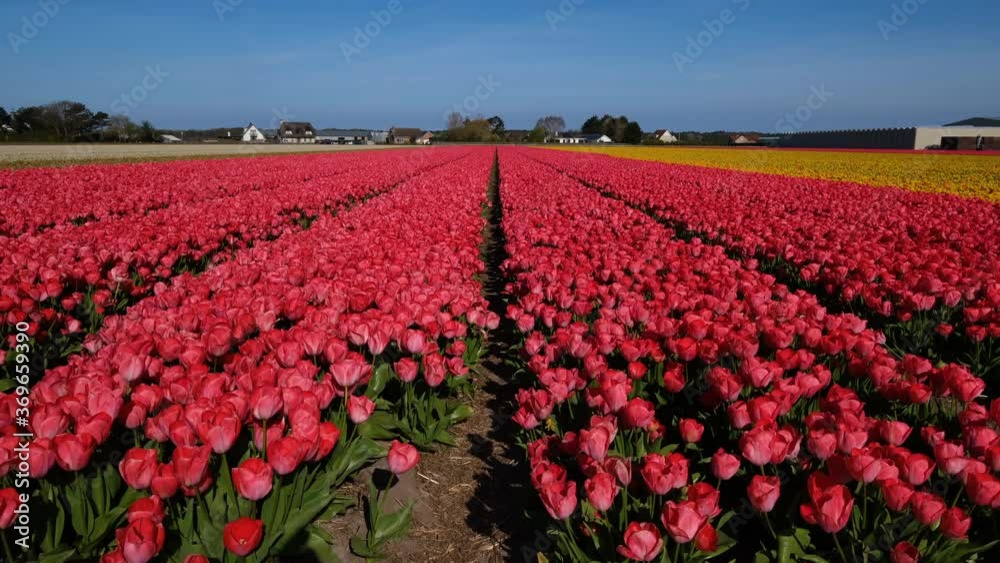 Rows of red tulips in bloom