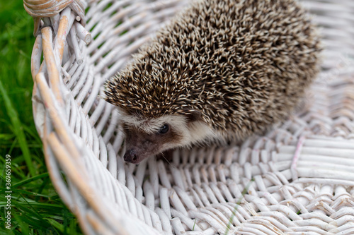 hedgehog in a white basket on the green grass